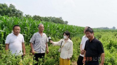 碳氫科技核肥技術助力巨鹿縣金銀花種植戶零農殘喜茯豐收