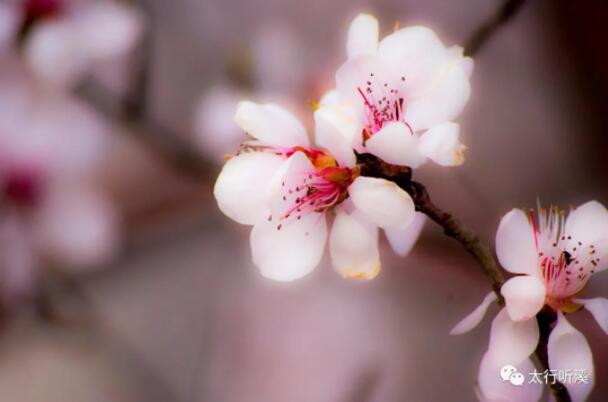 風(fēng)花雪月伴他行——讀王興舟《夢里有幾朵花兒在開》遐想